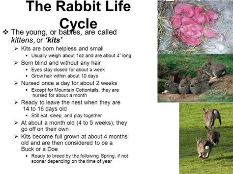 life cycle of a baby bunny - - Yahoo Image Search Results | Life cycles