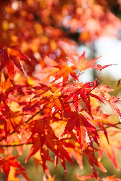 Red Japanese Maple Leaves Stock Image Colourbox