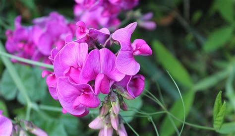 Sweet Pea Flower Meaning Symbolism And Colors