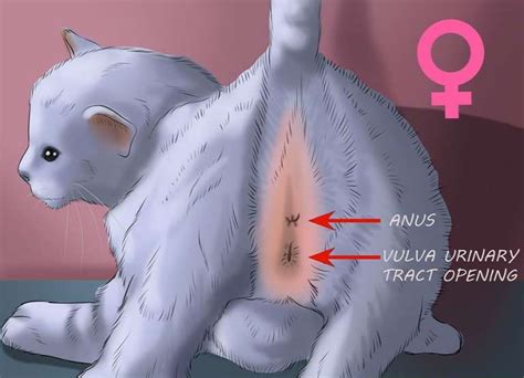 چگونگی تشخیص جنسیت گربه و بچه گربه عکس گال