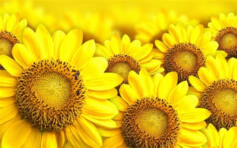 Sunflower Desktop Wallpaper Free Sunflower Wallpaper Sunflower