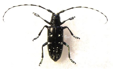 Beware This Beetle It Is B A D New York State Ipm Program