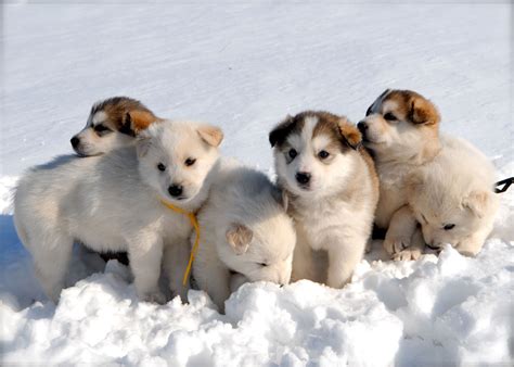 Puppies In Snow Wallpaper Wallpapersafari