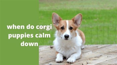 The Essential Guide To When Do Corgi Puppies Calm Down