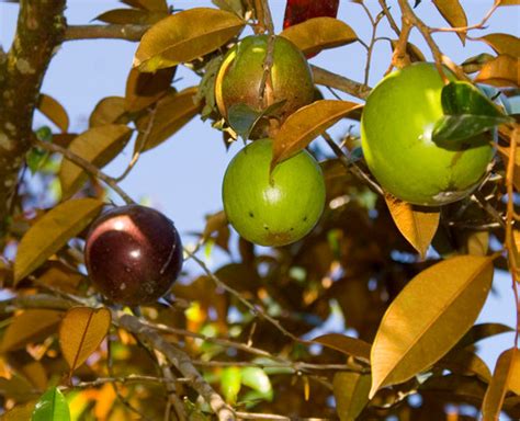 Buy Star Apple Fruit Tree 3 Years Old Online Heaven On Earth Fruit