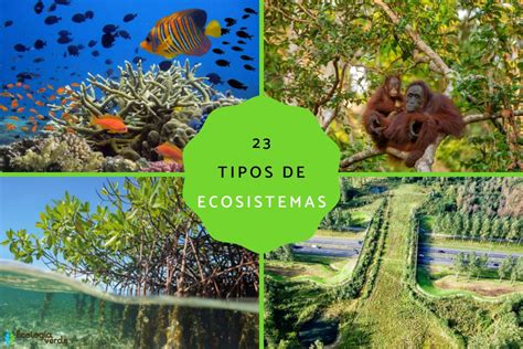23 Tipos De Ecosistemas Clasificación Y Ejemplos