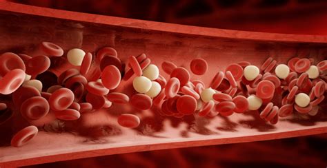 La Sangre Componentes Funciones Y El Sistema Circulatorio
