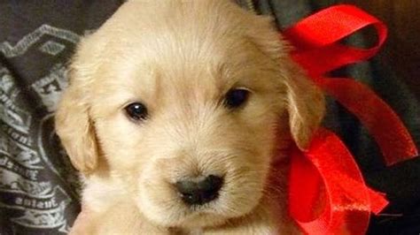 Maybe you would like to learn more about one of these? Christmas Puppy Surprise Compilation NEW - YouTube