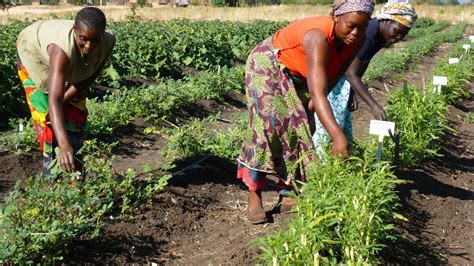 improving nutrition with african indigenous vegetables in kenya and zambia feed the future