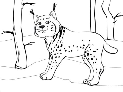 Bobcat Coloring Page Colouringpages