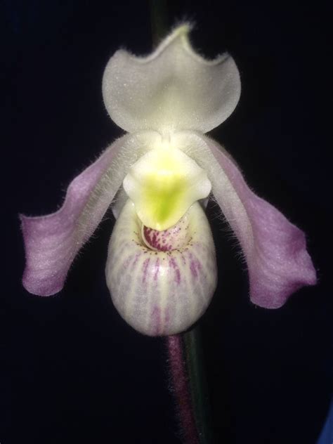 Paph Vietnamese Still Opening Willowbrookorchids Com Orchid Plants Orchids Orchid Care Be