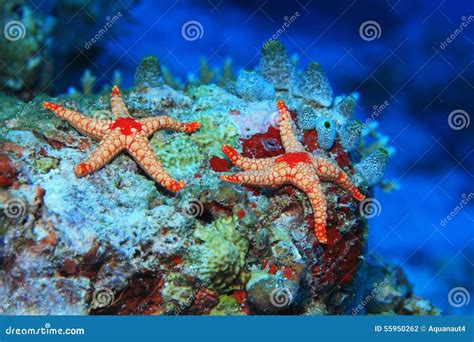 Colorful Starfish Stock Photo Image Of Maldives Seastar 55950262