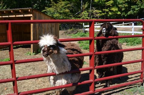 Zoo.cab's tube site mostly consisting of beastforum videos. Flamig Farm in West Simsbury, CT | CT Mommy Blog
