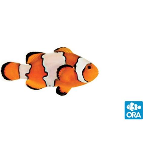 Ora F2 Snowflake Clownfish Captive Bred Copy Oceans Garden Aquaculture