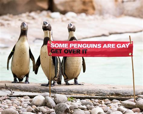 Why Are Penguins So Gay An Investigation Dazed