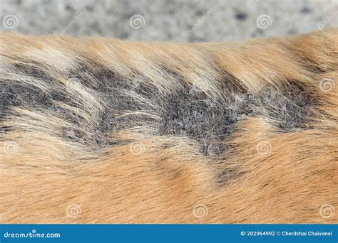 Close Up Leprosy Skin Disease On The Back Of The Dog Stock Photo