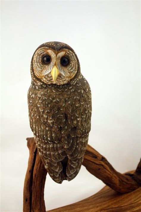 Spotted Owl Wood Carving Hand Carved Sculpture