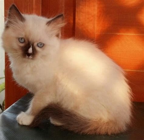 A registered cattery of tica and cfa. available Ragdoll Kittens, TICA Ragdoll cats, Mink ...