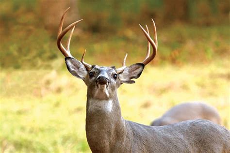 2020 Deer Archery Hunting Season Opens September 26 Elizabethton