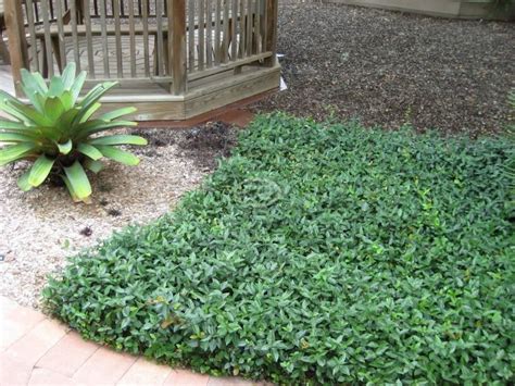 Evergreen Ground Cover Erosion Control Ground Cover And Shrubs