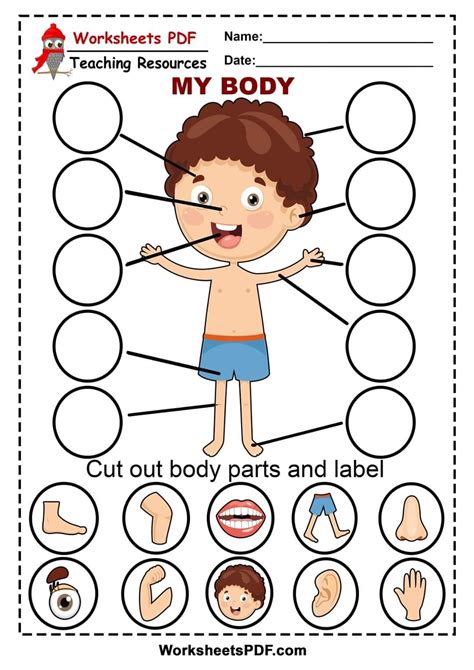 Body Parts Worksheet For Kindergarten Pdf