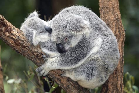 Download Popular Wallpapers 5 Stars Cute Koala Bear Hd