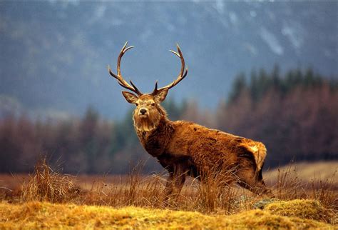 Red Deer Stag After A Thunderstorm In The Scottish Highlands Scotland