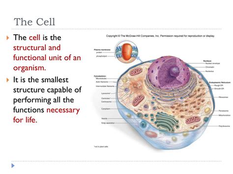 Ppt Cell Biology Cell Structure And Function Powerpoint