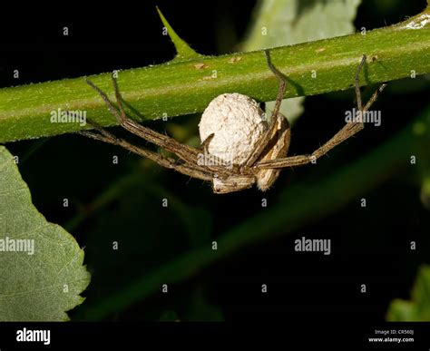Macro Shot Of Female Wolf Spider With Eggs Stock Photo Alamy