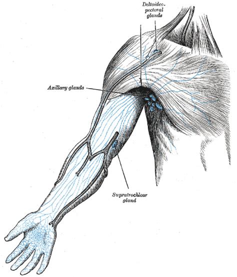 Anatomy Shoulder And Upper Limb Axillary Lymph Nodes Statpearls
