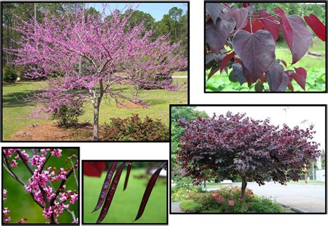 Forest Pansy Redbud Hinsdale Nurseries Welcome To Hinsdale Nurseries