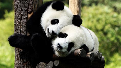 Baby Panda Wallpaper 60 Pictures