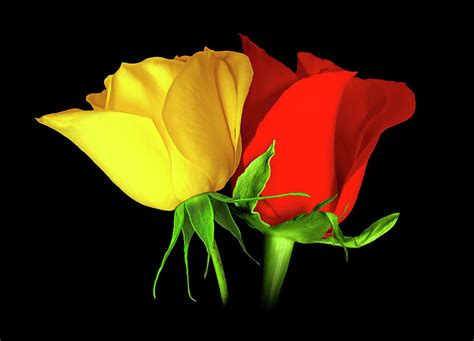 Yellow Red Roses