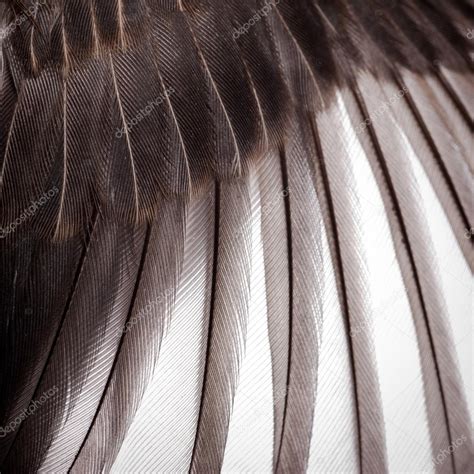 Bird Wing Texture Stock Photo By ©panxunbin 17586877