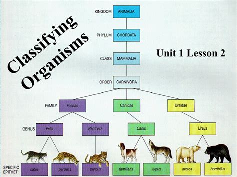 Classification Of Living Organisms Coggle Diagram Gambaran
