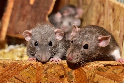 How Dangerous Are Rats Jay Jay Pest Control Services