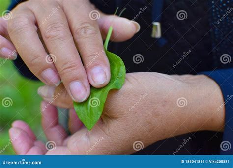 Female Gardener Put A Leaf Of Plantain On Her Hand With A Wound