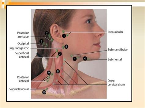 Lymph Nodes Behind Ear Diagram
