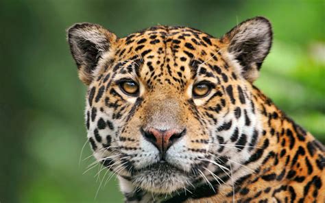 Jaguar Of The Tropical Rainforest Wallpaper 2560x1600 2464