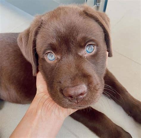 These pictures of lab puppies will blow you away. If you want a Chocolate Lab, this is what you need to know - K9 Web