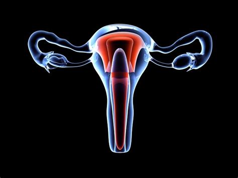 Anatomi Dan Fisiologi Sistem Reproduksi Wanita Materi Kimia Riset
