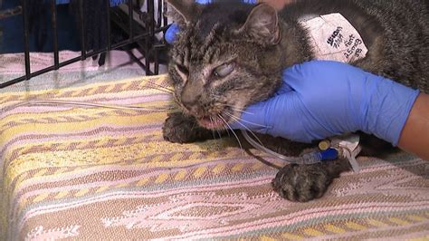 Injured Cat May Have Been Hurt By Firecracker Or Chemical