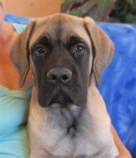 Our fees vary, but are typically 350.00 for dogs 2 and over and 600.00 for puppies. Riggins, a super cute English Mastiff puppy for adoption.