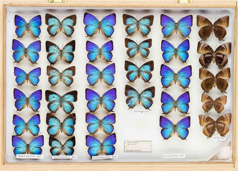 The Butterfly Collection Of John Landy To Go On Display Australian