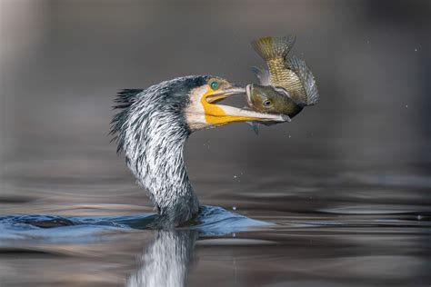 30 Finalists From The Bird Photographer Of The Year 2021 Competition