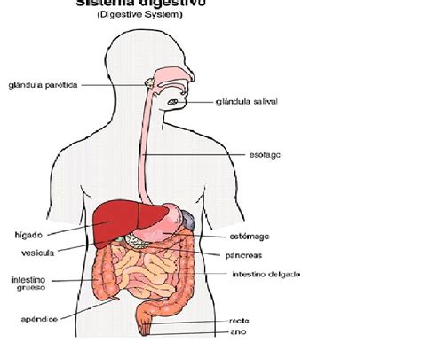 Bienvenids Al Blog Esquema Del Sistema Digestivo