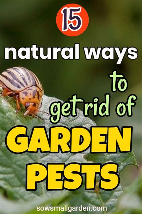 How To Control Vegetable Garden Pests Iphentermine