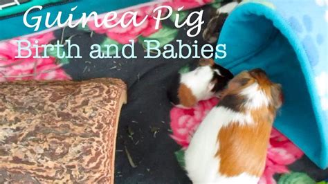 Guinea Pig Birth And Babies Youtube