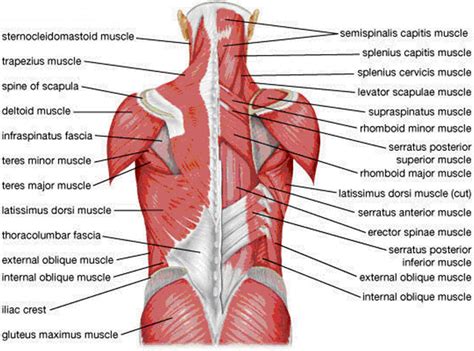 Back Muscles Diagram Female Back Muscles Anatomy Of Upper Middle Images And Photos Finder