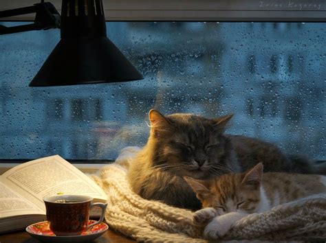 Rain Tea Cats Book Cozy Rainy Day Cozy Night Cats